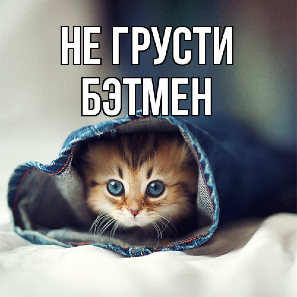 Открытка на каждый день с именем, Бэтмен Не грусти кот в одежде Прикольная открытка с пожеланием онлайн скачать бесплатно 