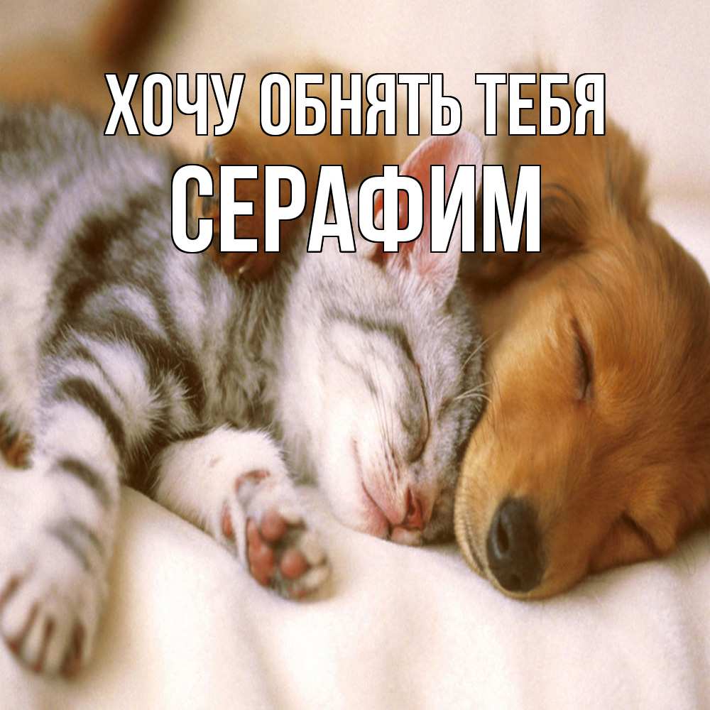 Открытка на каждый день с именем, Серафим Хочу обнять тебя пес и котенок Прикольная открытка с пожеланием онлайн скачать бесплатно 