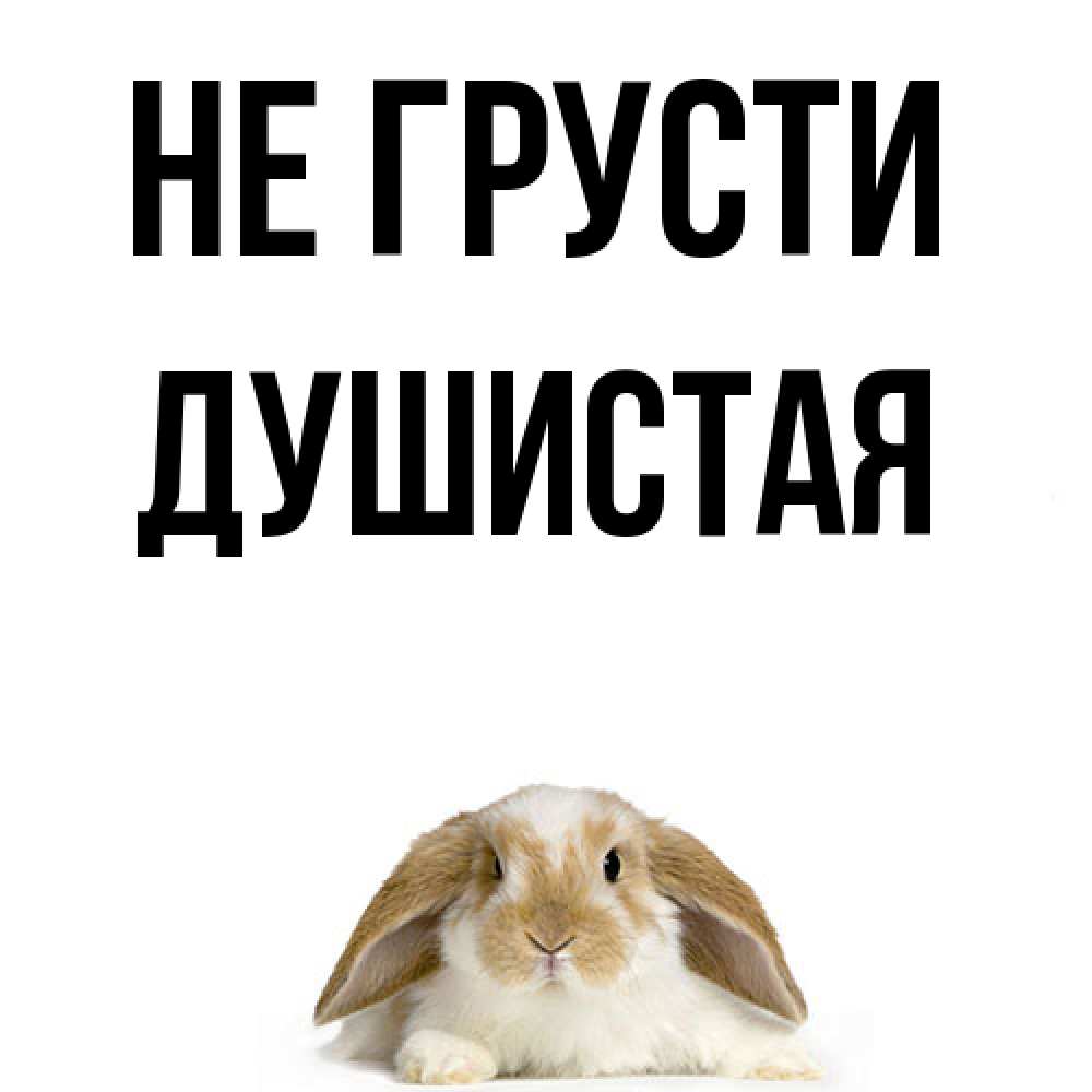 Открытка на каждый день с именем, Душистая Не грусти коричнево белый заяц с большими ушками Прикольная открытка с пожеланием онлайн скачать бесплатно 