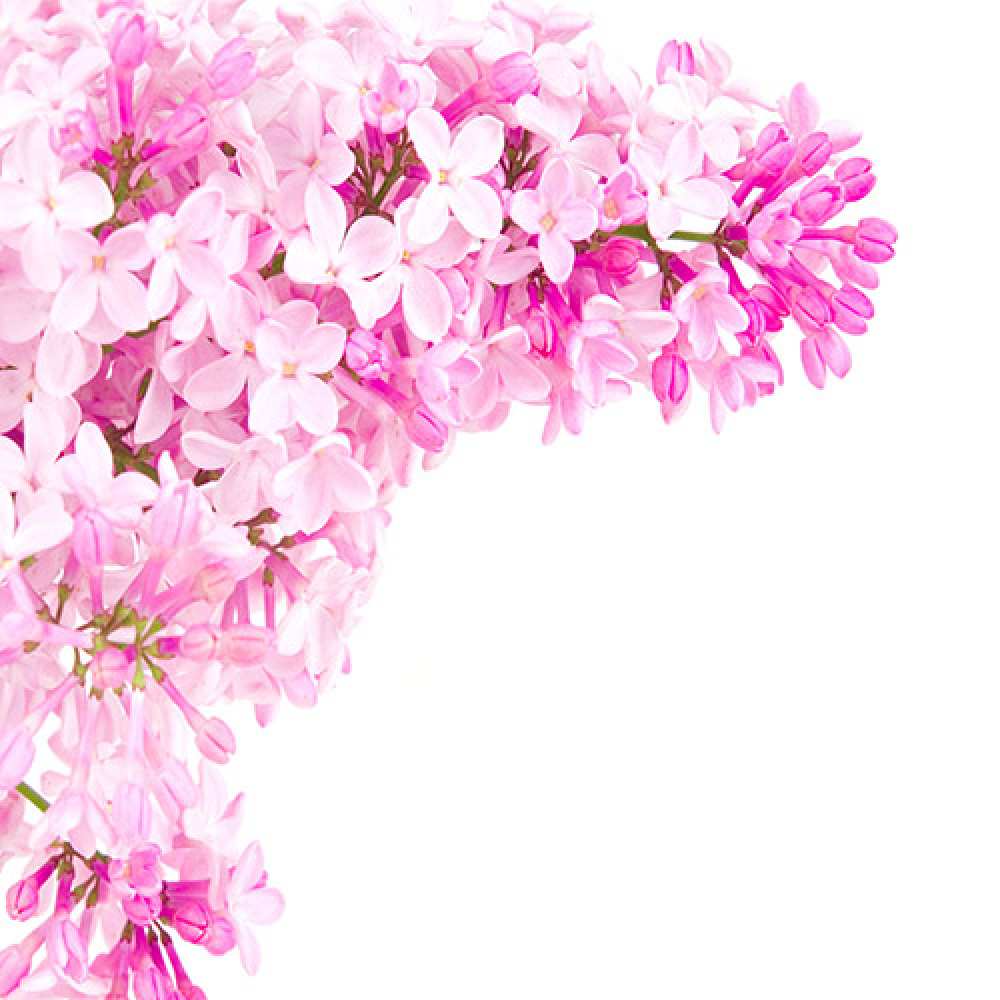 Открытка на каждый день с именем, Лидия С днем рождения Сирень на белом фоне Прикольная открытка с пожеланием онлайн скачать бесплатно 