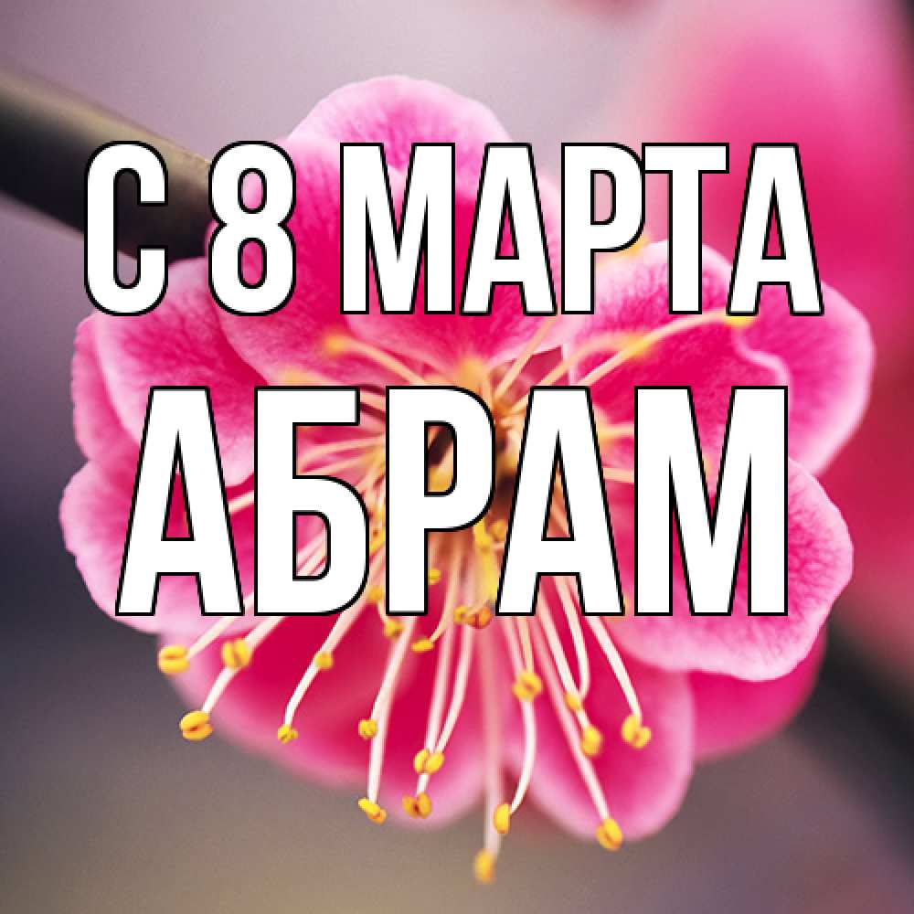 Открытка на каждый день с именем, Абрам C 8 МАРТА цветы Прикольная открытка с пожеланием онлайн скачать бесплатно 