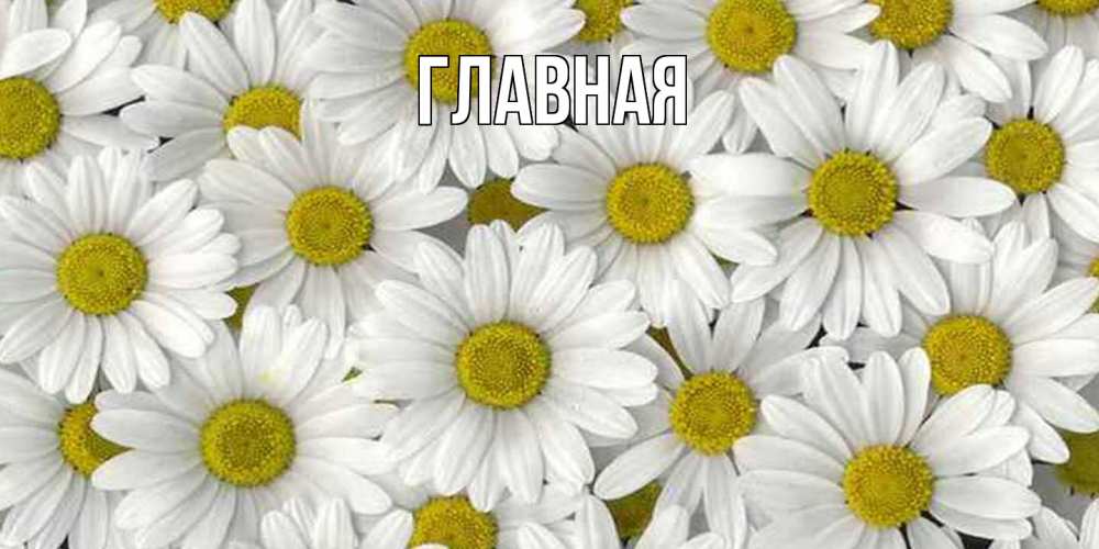 Открытка на каждый день с именем, настя Главная поляна ромашек Прикольная открытка с пожеланием онлайн скачать бесплатно 