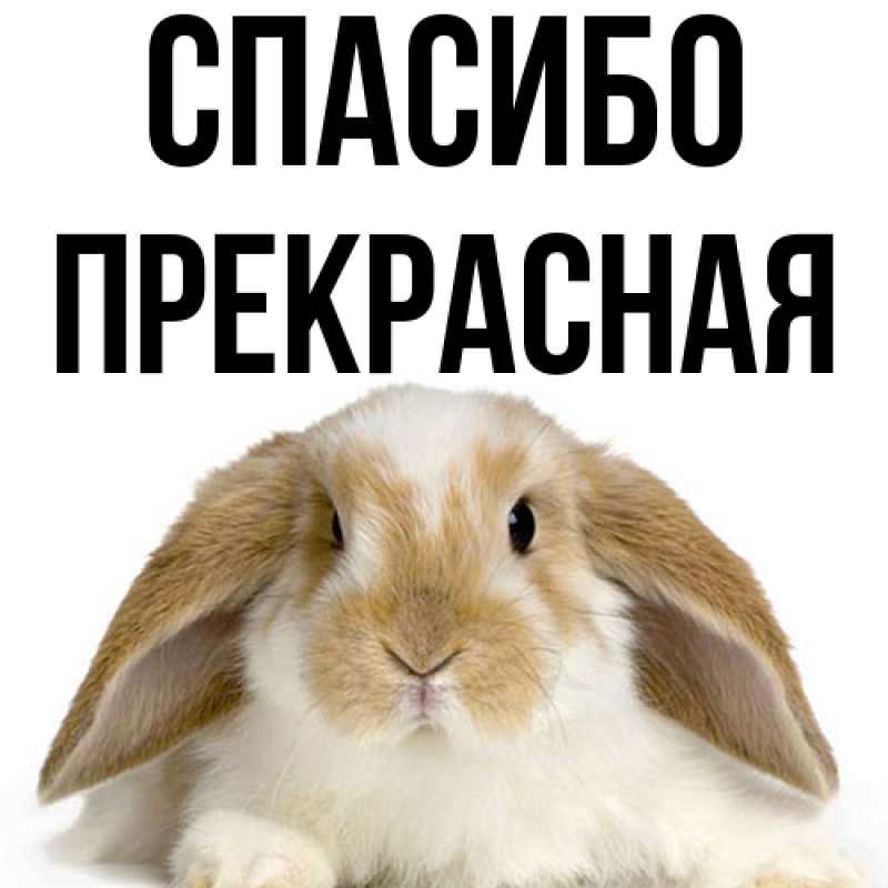 Картинка Спасибо, Пpекpасная