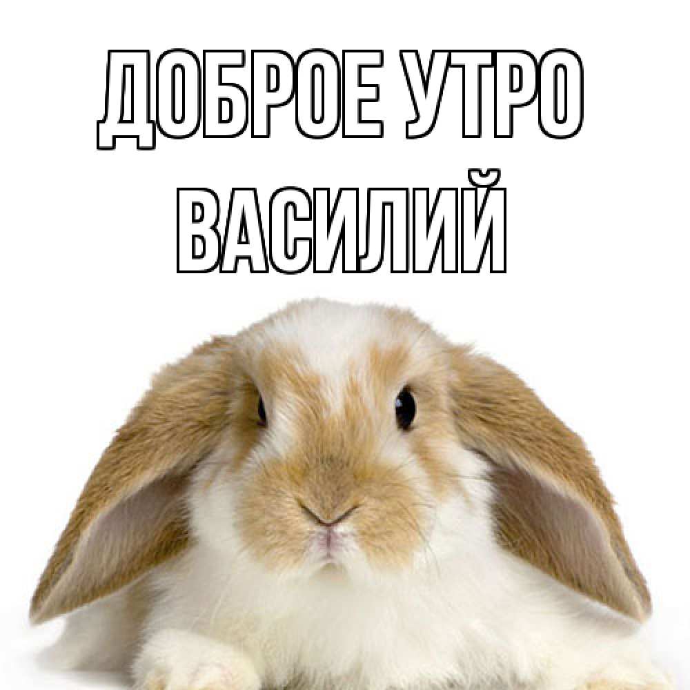 Открытка на каждый день с именем, Василий Доброе утро прикольные открытки на каждый день Прикольная открытка с пожеланием онлайн скачать бесплатно 