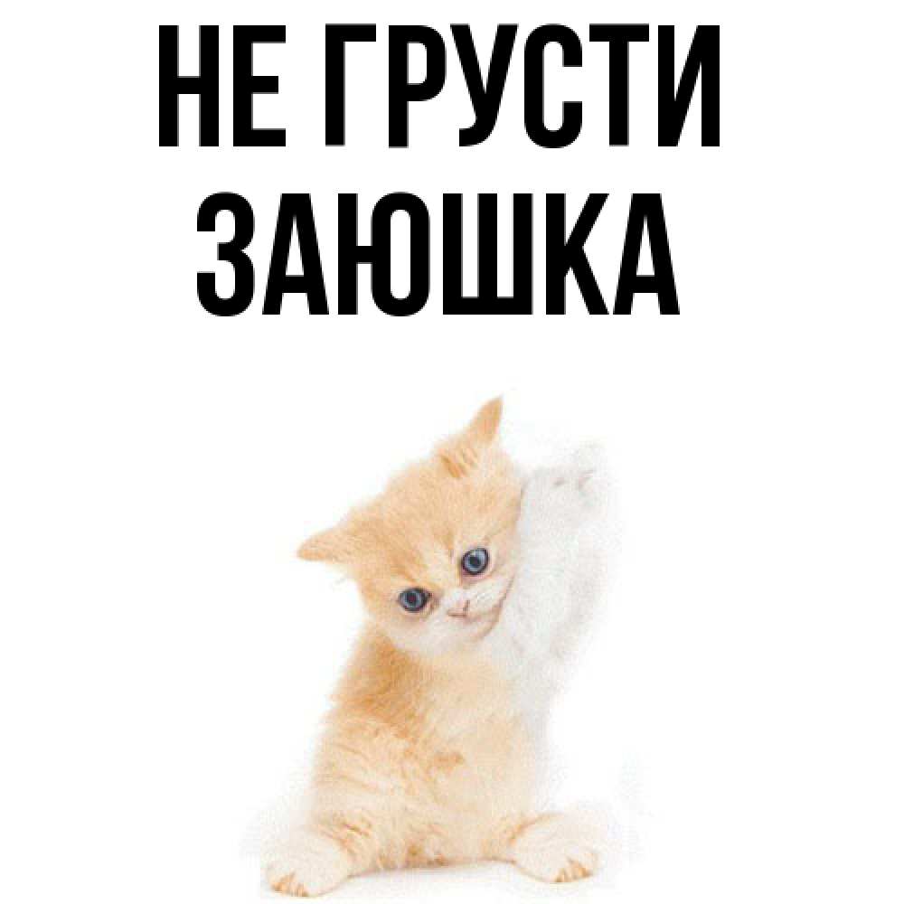 Открытка на каждый день с именем, Заюшка Не грусти просящий кот Прикольная открытка с пожеланием онлайн скачать бесплатно 