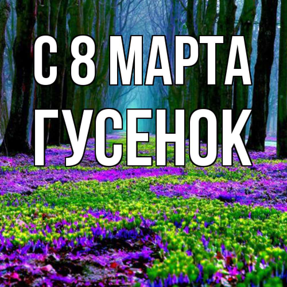 Открытка на каждый день с именем, гусенок C 8 МАРТА фиолетовые цветы в лесу 1 Прикольная открытка с пожеланием онлайн скачать бесплатно 