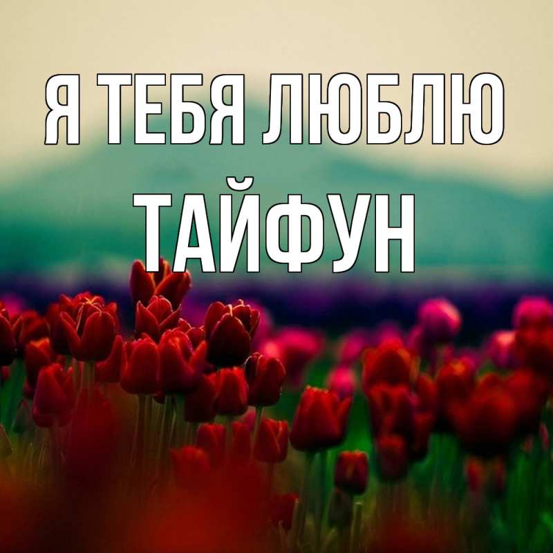 Картинка Я тебя люблю, Тайфун