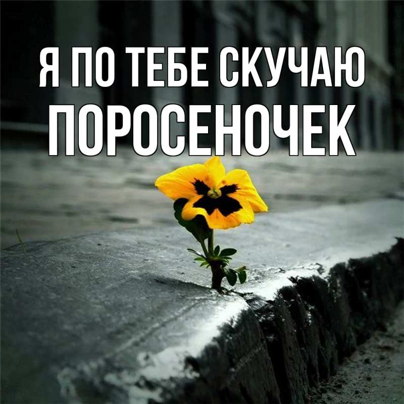 Картинка Я по тебе скучаю, поросеночек