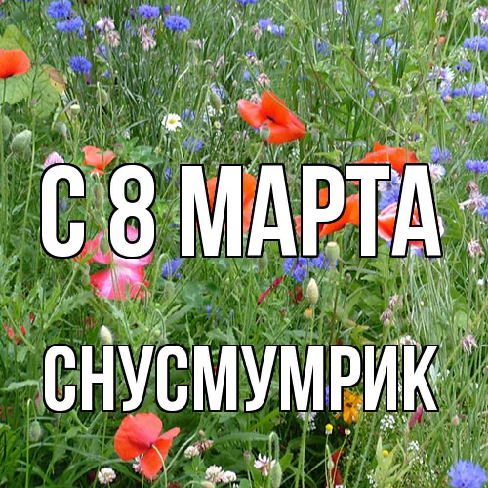 Открытка на каждый день с именем, Снусмумрик C 8 МАРТА международный женский день 4 Прикольная открытка с пожеланием онлайн скачать бесплатно 