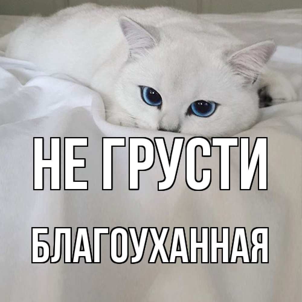 Открытка на каждый день с именем, благоуханная Не грусти белый кот с голубыми глазами на белоснежной кровати Прикольная открытка с пожеланием онлайн скачать бесплатно 
