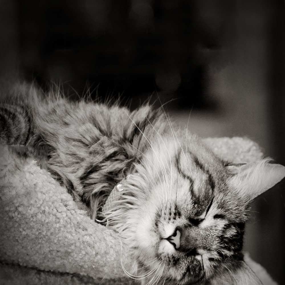 Открытка на каждый день с именем, Дамир Спокойной ночи котярик пушистый Прикольная открытка с пожеланием онлайн скачать бесплатно 