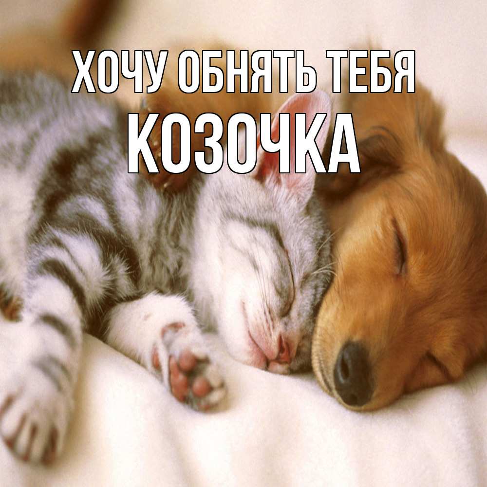Открытка на каждый день с именем, Козочка Хочу обнять тебя пес и котенок Прикольная открытка с пожеланием онлайн скачать бесплатно 