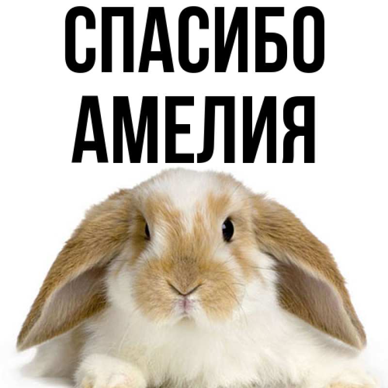 Картинка Спасибо, Амелия