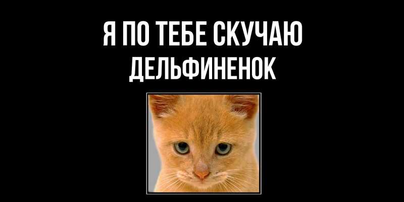 Картинка Я по тебе скучаю, дельфиненок