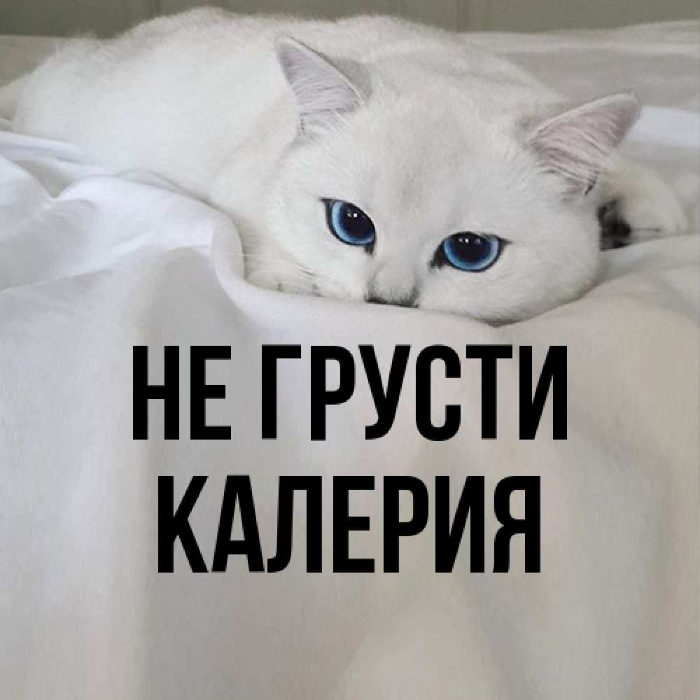 Открытка на каждый день с именем, Калерия Не грусти Голубоглазая кошка Прикольная открытка с пожеланием онлайн скачать бесплатно 