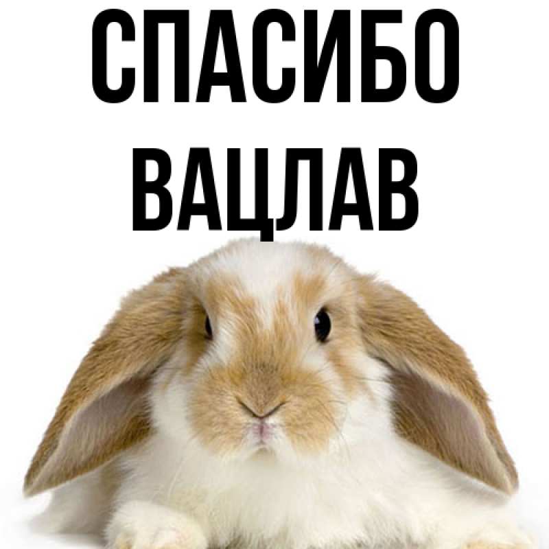 Картинка Спасибо, Вацлав