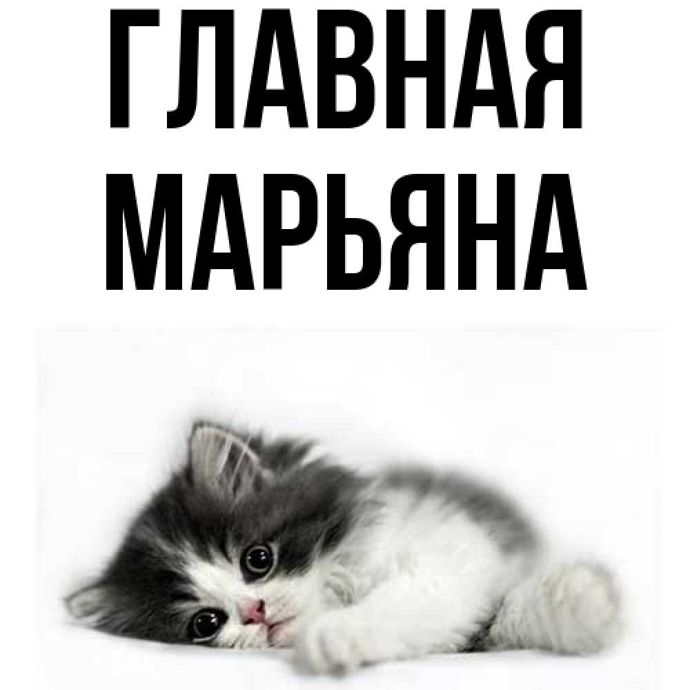 Открытка на каждый день с именем, Марьяна Главная черный и белый кот Прикольная открытка с пожеланием онлайн скачать бесплатно 