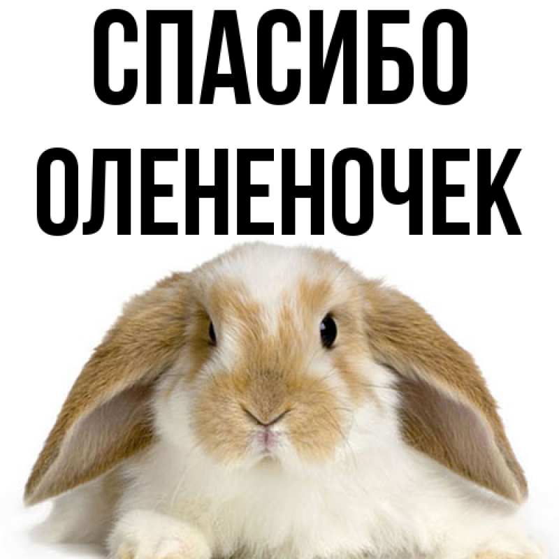 Картинка Спасибо, Олененочек