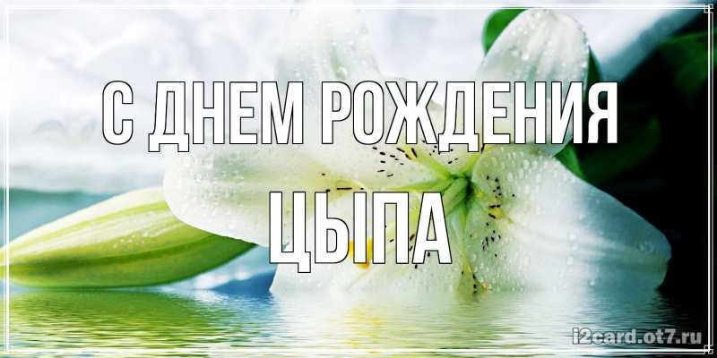 Картинка С днем рождения, Цыпа