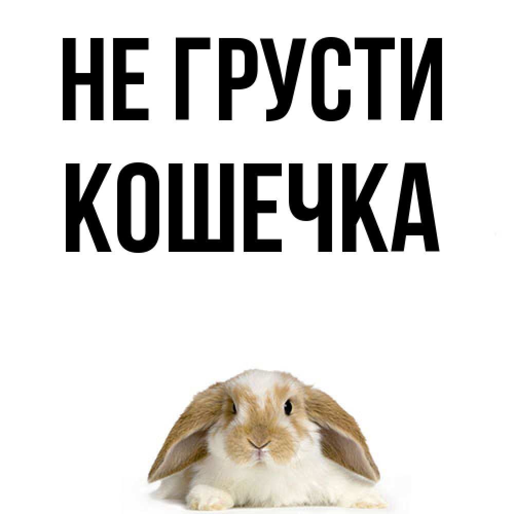 Открытка на каждый день с именем, кошечка Не грусти коричнево белый заяц с большими ушками Прикольная открытка с пожеланием онлайн скачать бесплатно 