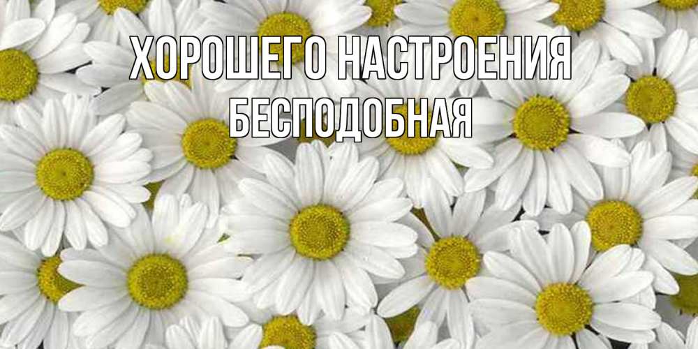 Открытка на каждый день с именем, бесподобная Хорошего настроения поляна ромашек Прикольная открытка с пожеланием онлайн скачать бесплатно 