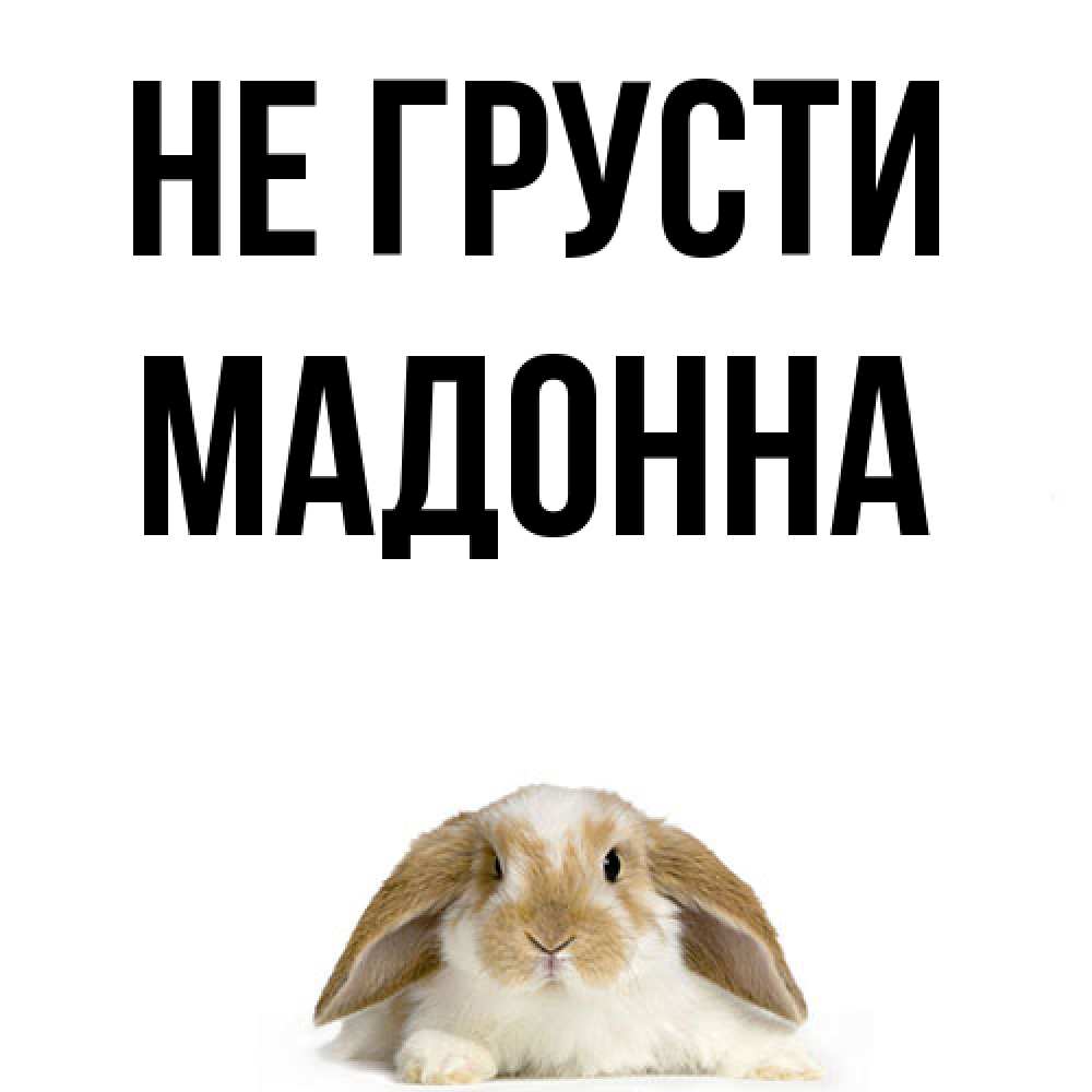 Открытка на каждый день с именем, Мадонна Не грусти коричнево белый заяц с большими ушками Прикольная открытка с пожеланием онлайн скачать бесплатно 