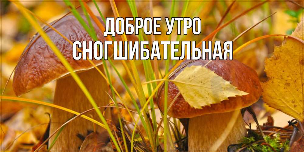 Открытка на каждый день с именем, Сногшибательная Доброе утро осенние грибы Прикольная открытка с пожеланием онлайн скачать бесплатно 