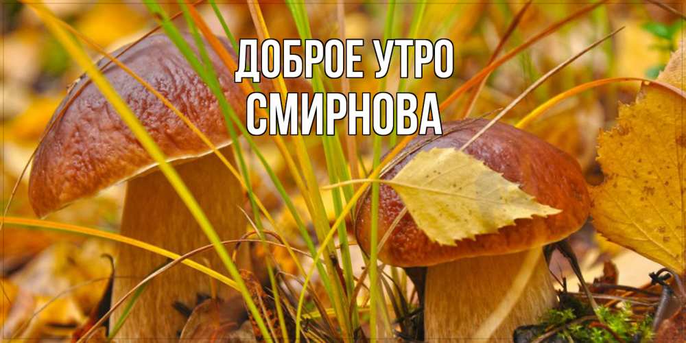 Открытка на каждый день с именем, Смирнова Доброе утро осенние грибы Прикольная открытка с пожеланием онлайн скачать бесплатно 