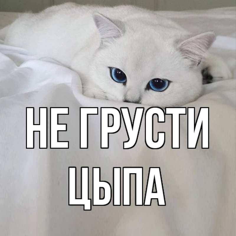 Картинка Не грусти, Цыпа