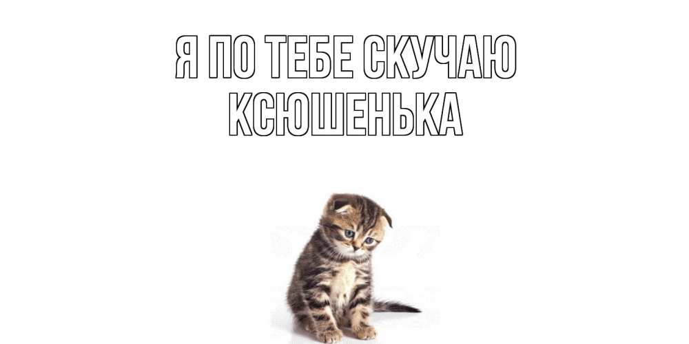 Открытка на каждый день с именем, Ксюшенька Я по тебе скучаю кот Прикольная открытка с пожеланием онлайн скачать бесплатно 
