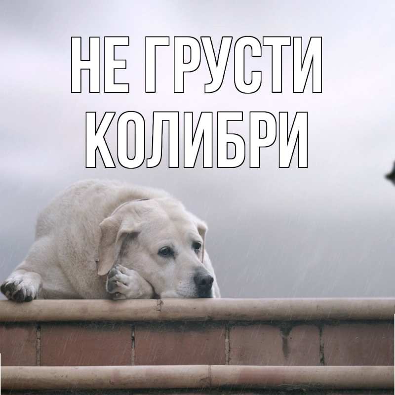 Картинка Не грусти, Колибри