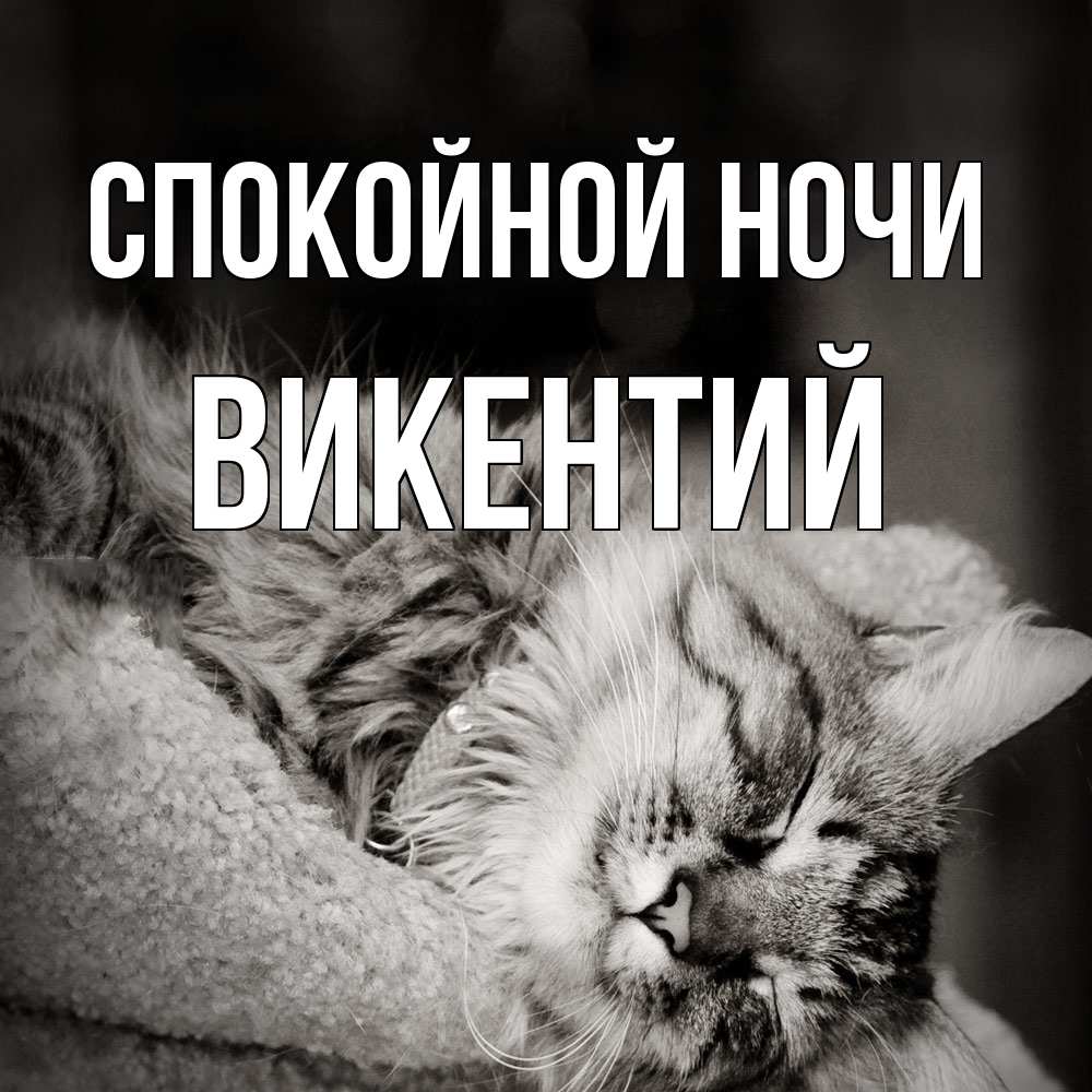 Открытка на каждый день с именем, Викентий Спокойной ночи котярик пушистый Прикольная открытка с пожеланием онлайн скачать бесплатно 