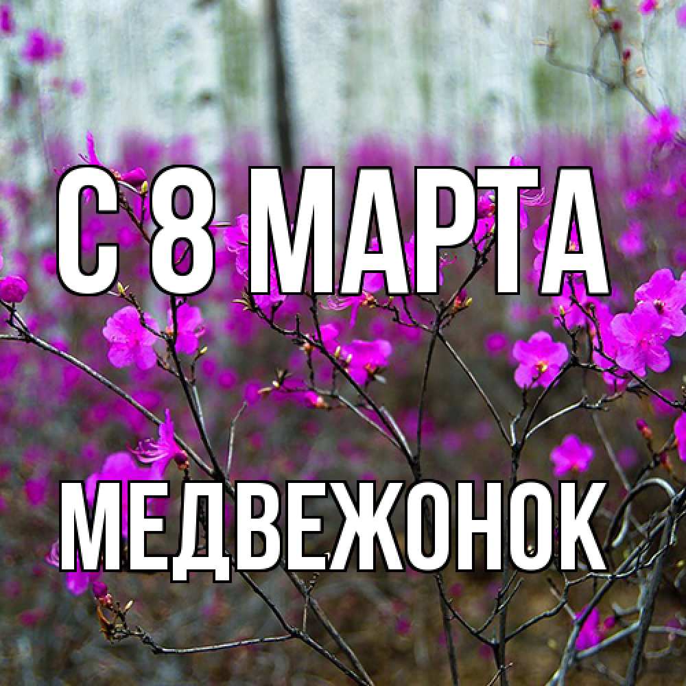 Открытка на каждый день с именем, медвежонок C 8 МАРТА дикие цветы Прикольная открытка с пожеланием онлайн скачать бесплатно 