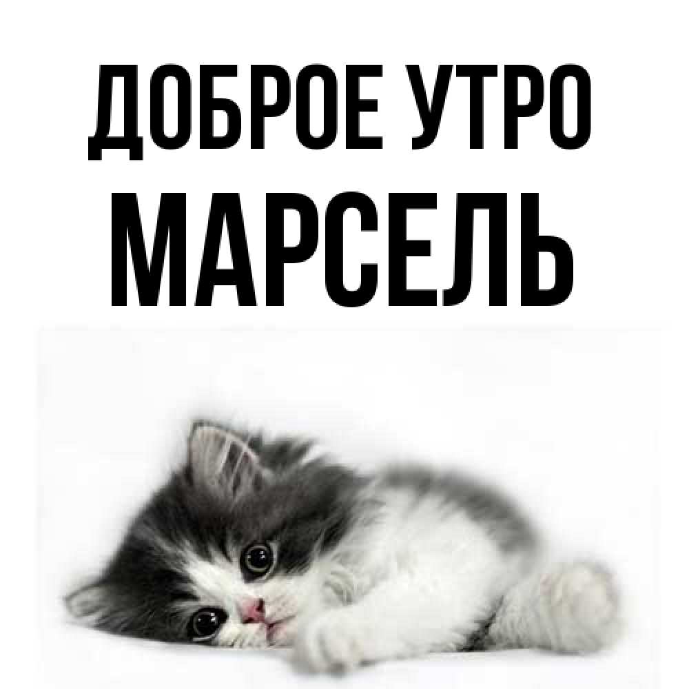 Открытка на каждый день с именем, Марсель Доброе утро кот лапки Прикольная открытка с пожеланием онлайн скачать бесплатно 
