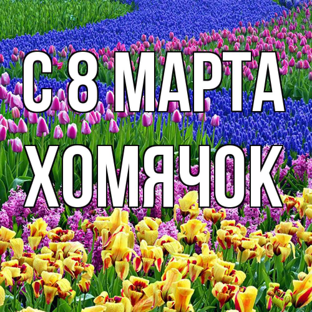 Открытка на каждый день с именем, Хомячок C 8 МАРТА цветы Прикольная открытка с пожеланием онлайн скачать бесплатно 