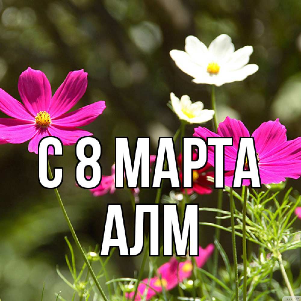 Открытка на каждый день с именем, Алм C 8 МАРТА цветы Прикольная открытка с пожеланием онлайн скачать бесплатно 