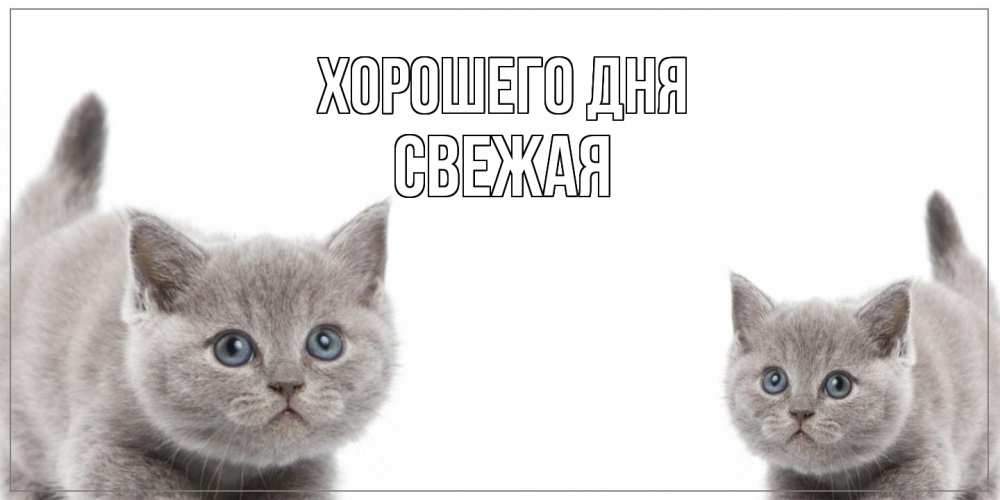 Открытка на каждый день с именем, Свежая Хорошего дня открытка с котами Прикольная открытка с пожеланием онлайн скачать бесплатно 