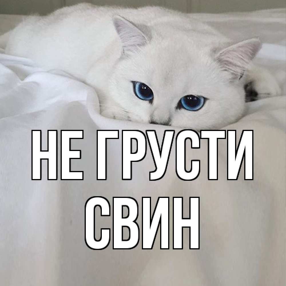 Открытка на каждый день с именем, Свин Не грусти белый кот с голубыми глазами на белоснежной кровати Прикольная открытка с пожеланием онлайн скачать бесплатно 