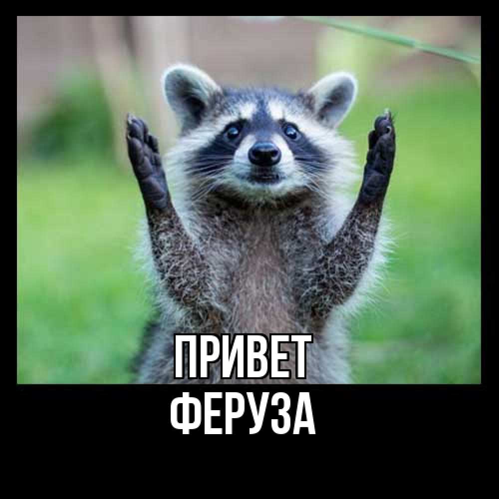 Открытка на каждый день с именем, Феруза Привет животные Прикольная открытка с пожеланием онлайн скачать бесплатно 