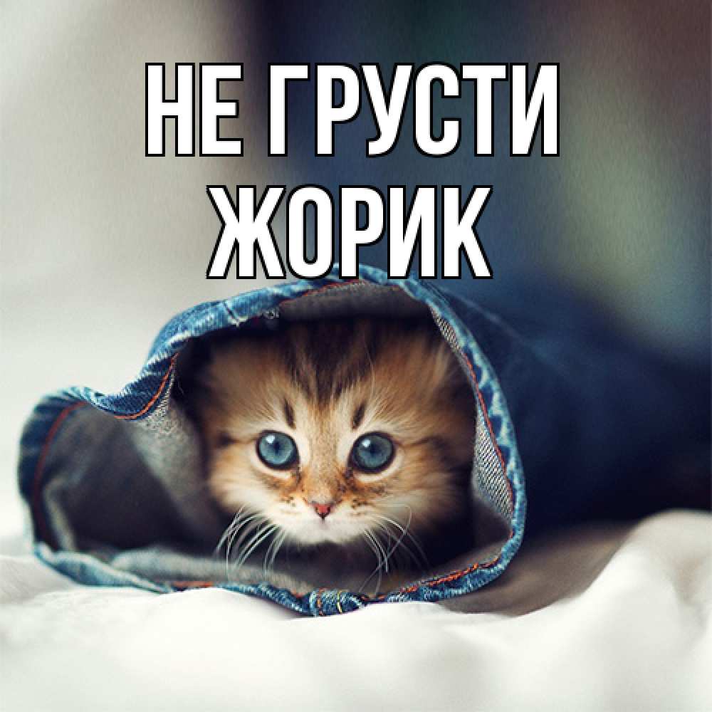 Открытка на каждый день с именем, жорик Не грусти кот в одежде Прикольная открытка с пожеланием онлайн скачать бесплатно 