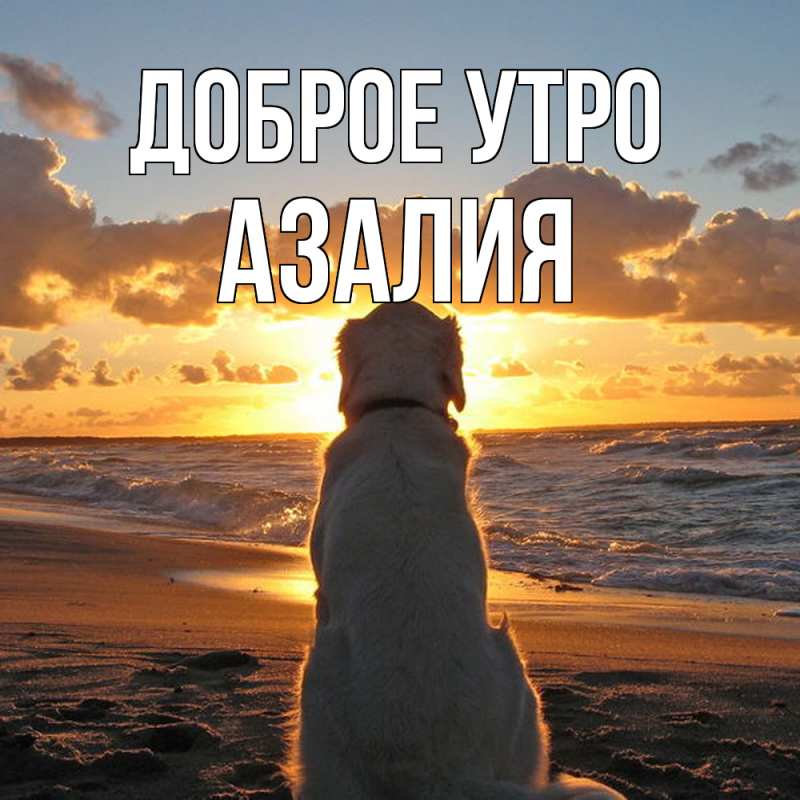 Картинка Доброе утро, Азалия