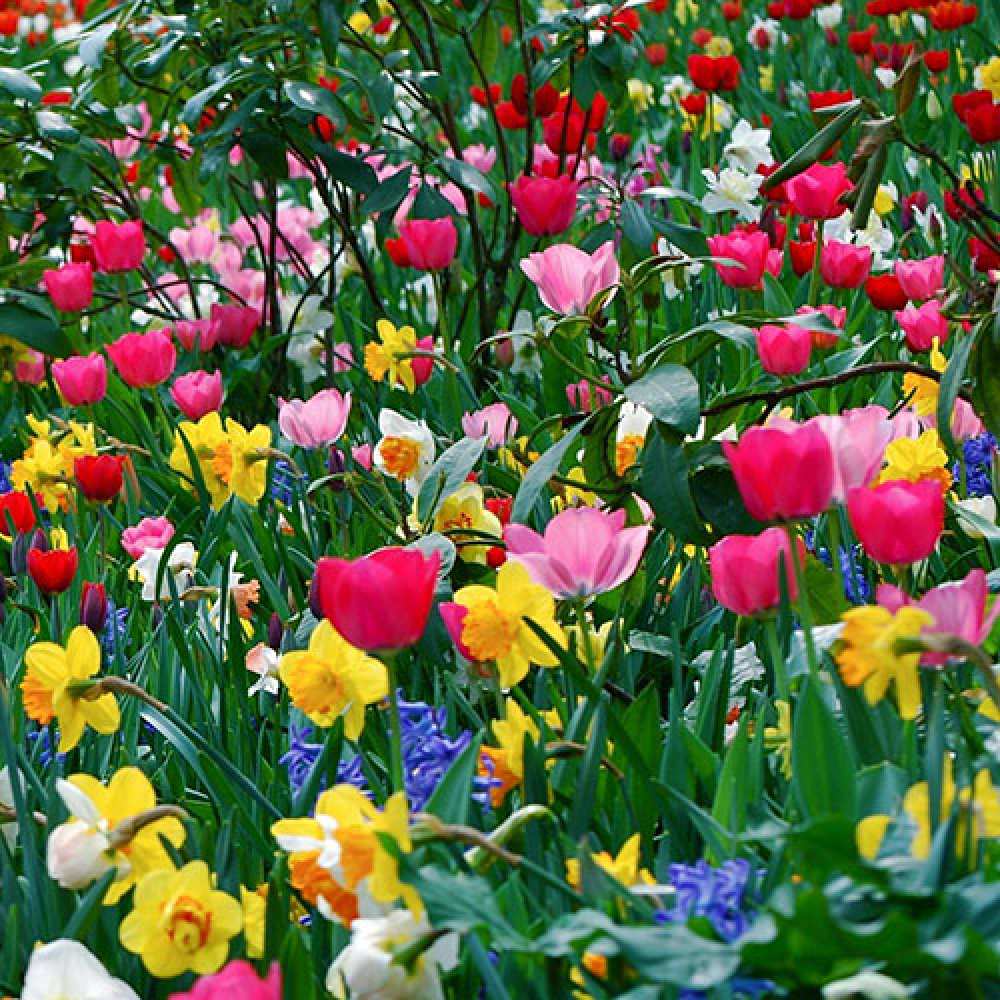 Открытка на каждый день с именем, Роскошная C 8 МАРТА с международным женским днем поздравления для женщины Прикольная открытка с пожеланием онлайн скачать бесплатно 