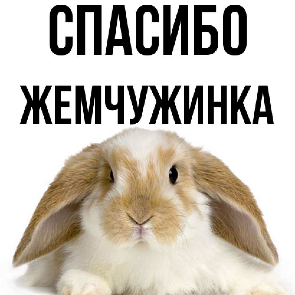 Открытка на каждый день с именем, Жемчужинка Спасибо коричнево белый заяц Прикольная открытка с пожеланием онлайн скачать бесплатно 