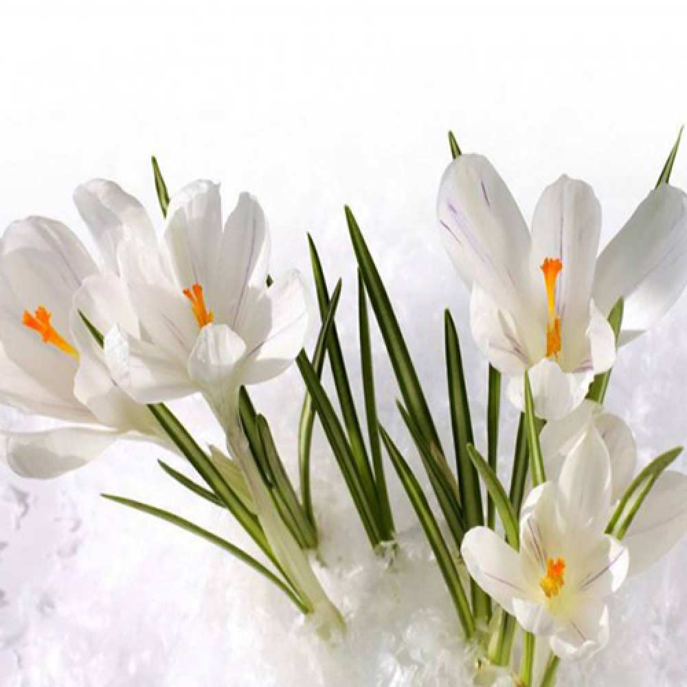 Открытка на каждый день с именем, Чеслав C 8 МАРТА под снегом Прикольная открытка с пожеланием онлайн скачать бесплатно 