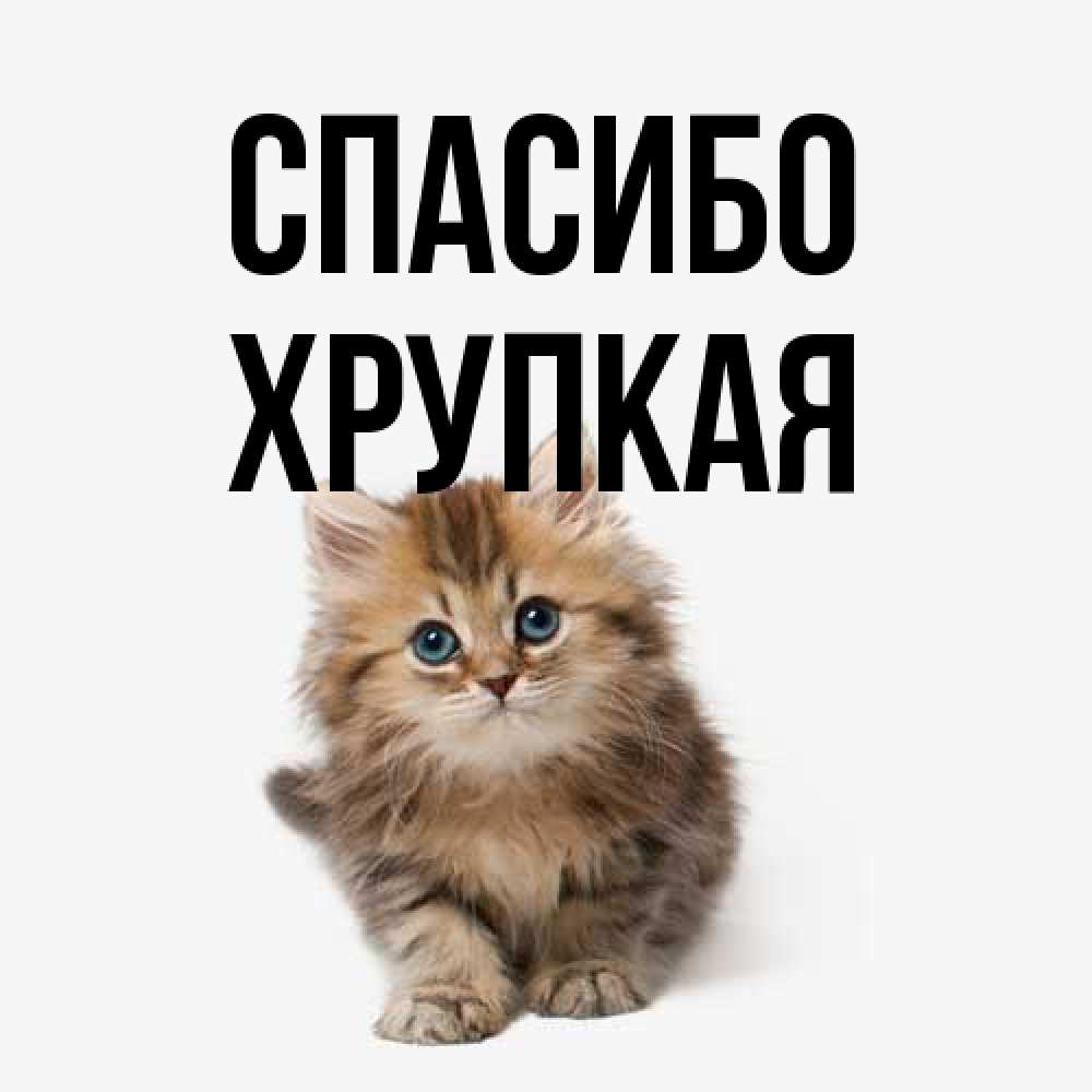 Открытка на каждый день с именем, Хрупкая Спасибо пушистый котик Прикольная открытка с пожеланием онлайн скачать бесплатно 