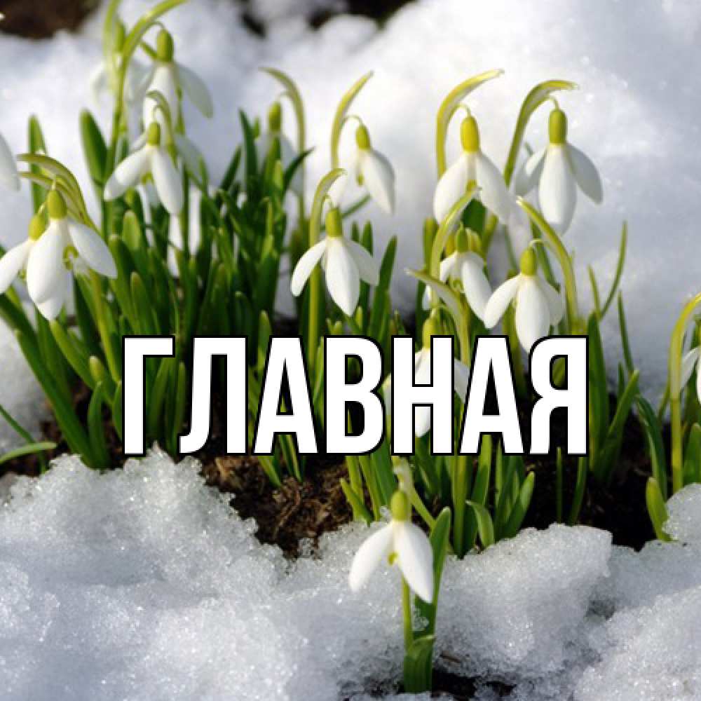 Открытка на каждый день с именем, настя Главная цветы весенние Прикольная открытка с пожеланием онлайн скачать бесплатно 