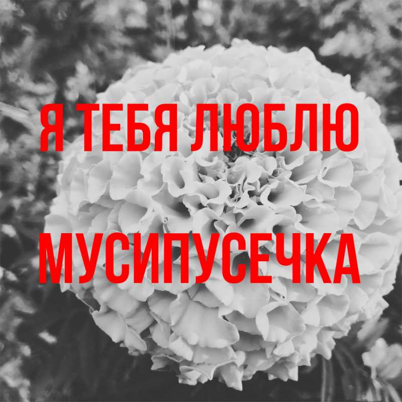 Картинка Я тебя люблю, Мусипусечка