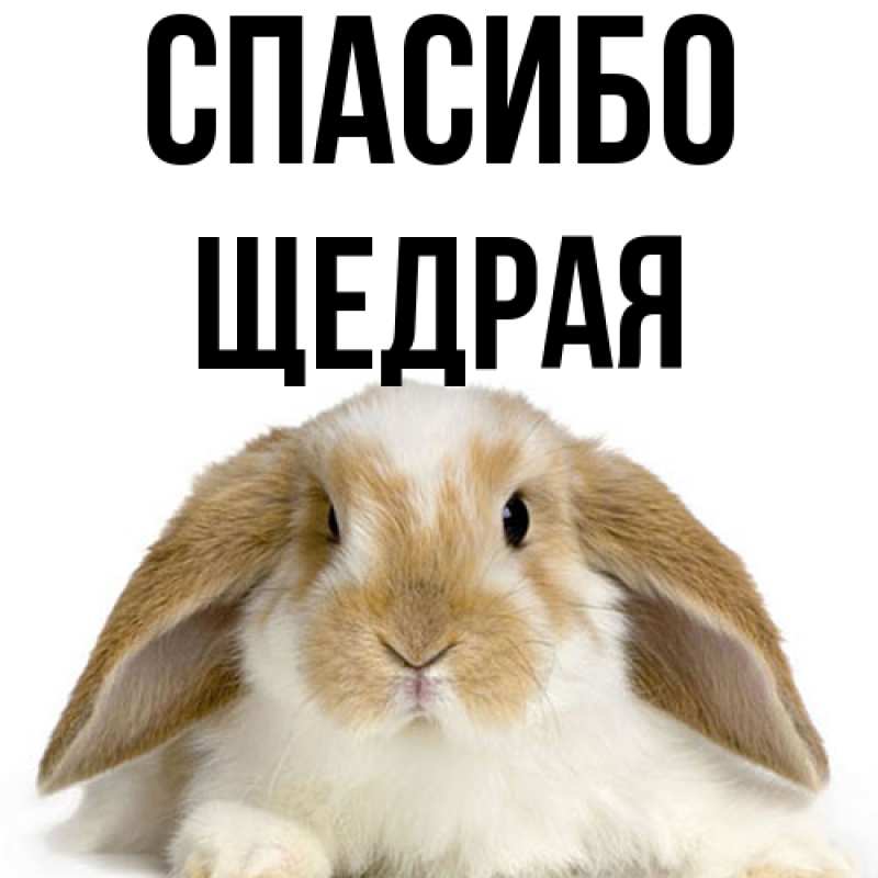 Картинка Спасибо, Щедpая