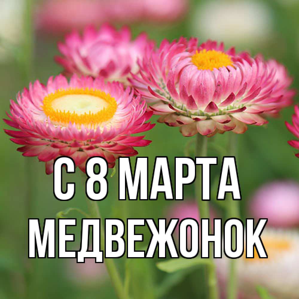 Открытка на каждый день с именем, медвежонок C 8 МАРТА подарок на международный женский день Прикольная открытка с пожеланием онлайн скачать бесплатно 