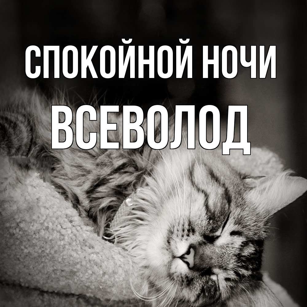 Открытка на каждый день с именем, Всеволод Спокойной ночи котярик пушистый Прикольная открытка с пожеланием онлайн скачать бесплатно 